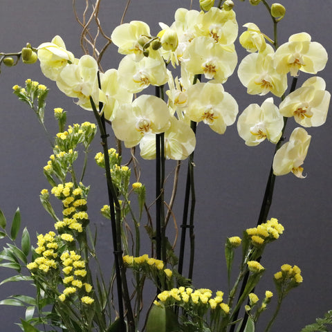 Light Yellow Arts