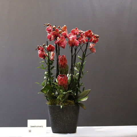 Beautiful Red