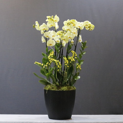 Yellow  Art Arrangement