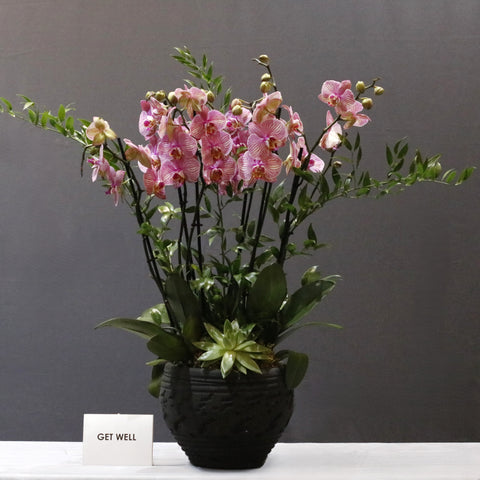 Pink Jupiter Orchid  Art