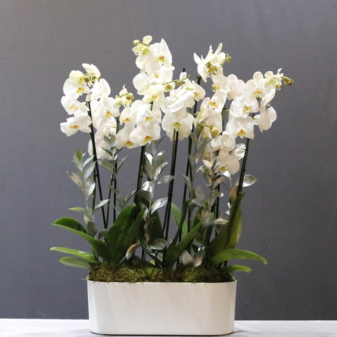 Pure White Arrangement