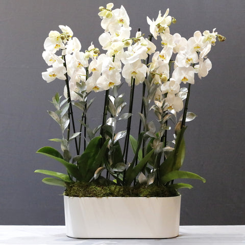 Pure White Arrangement