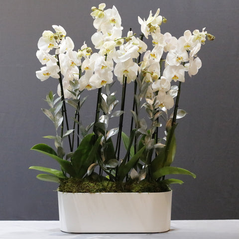 Pure White Arrangement