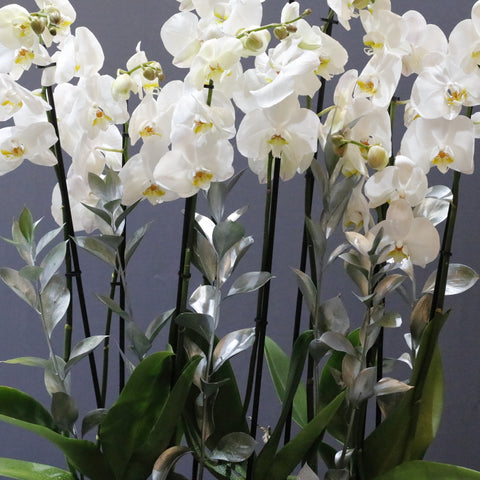 Pure White Arrangement