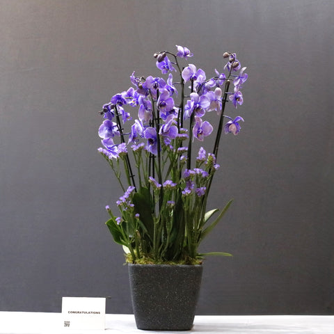 Cascade Purple Color
