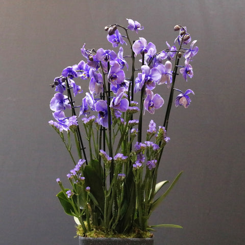 Cascade Purple Color