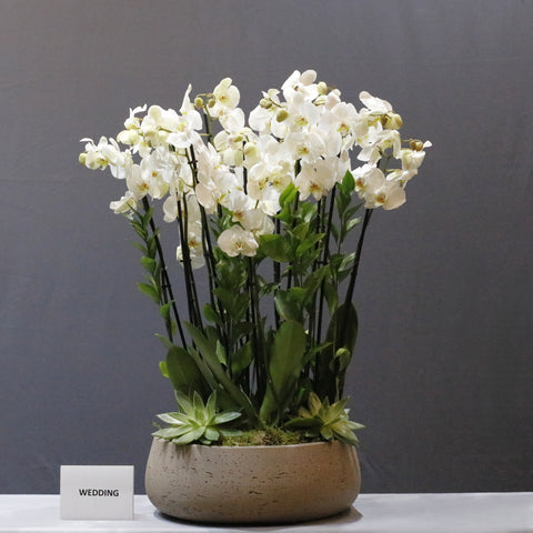 White  Bowl Arrangement