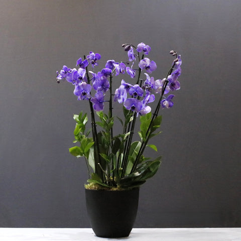 Painted Purple