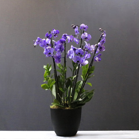 Painted Purple