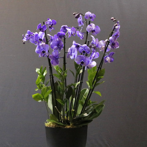 Painted Purple