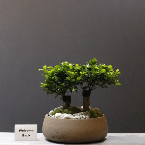 Twin Bonsai
