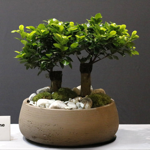 Twin Bonsai
