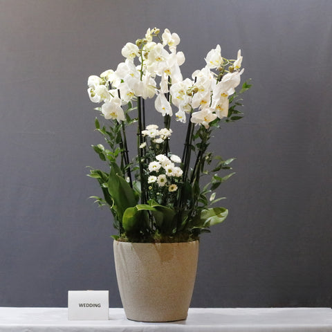 Blooming White