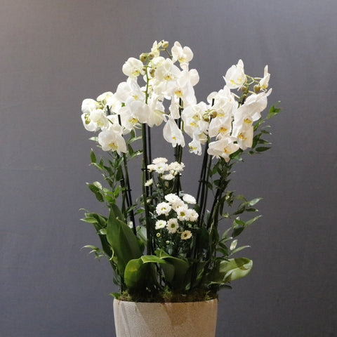 Blooming White