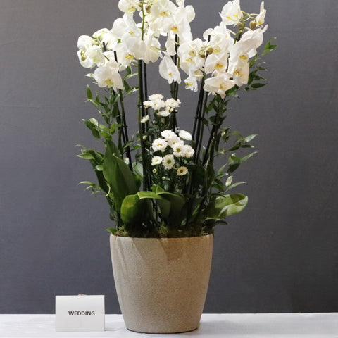 Blooming White