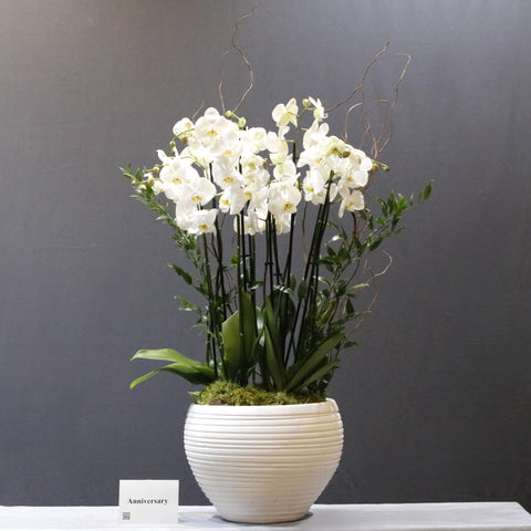 Stunning Pure White
