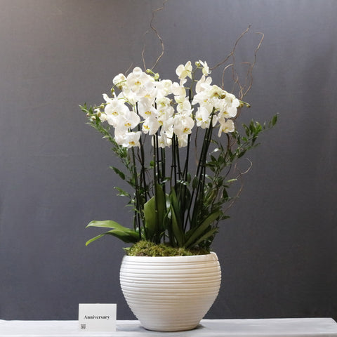 Stunning Pure White