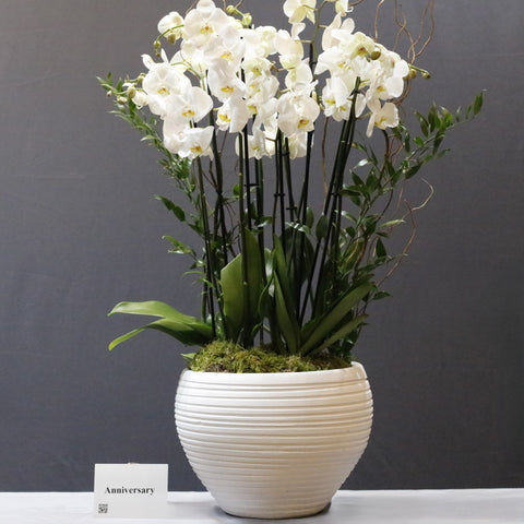 Stunning Pure White