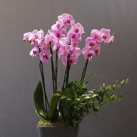 Pink & Black
