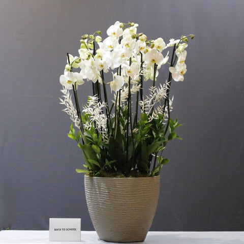 White Orchid and Ruscus