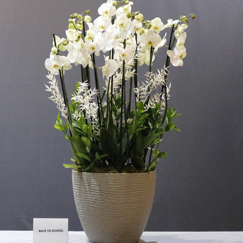 White Orchid and Ruscus