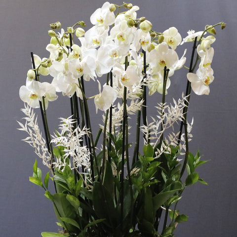 White Orchid and Ruscus