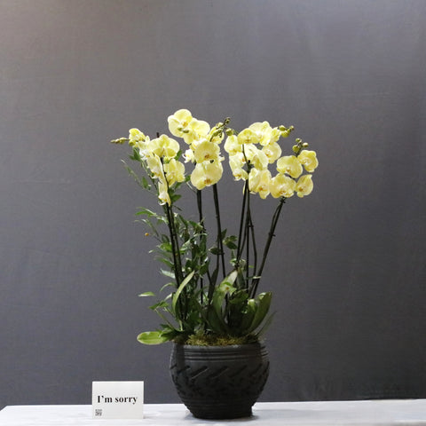 Blooming Yellow