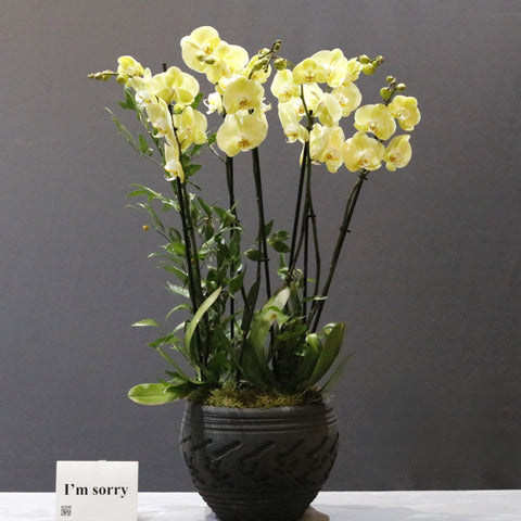 Blooming Yellow