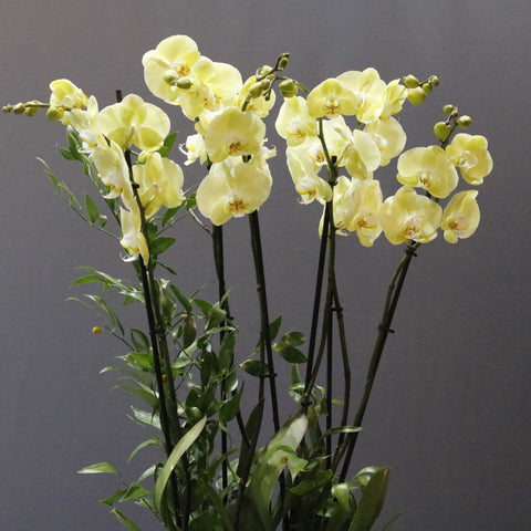 Blooming Yellow