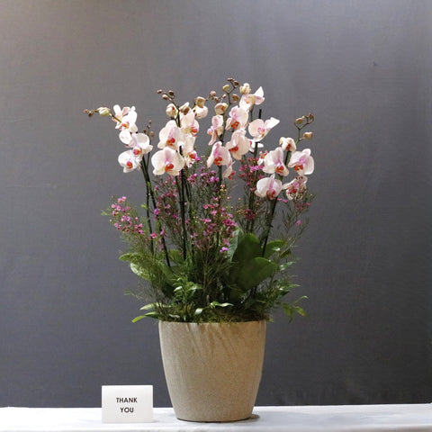 Bushy Pink