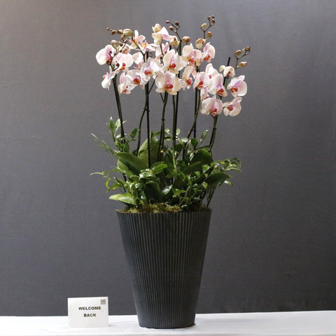 Gorgoues Orchid