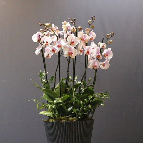 Gorgoues Orchid