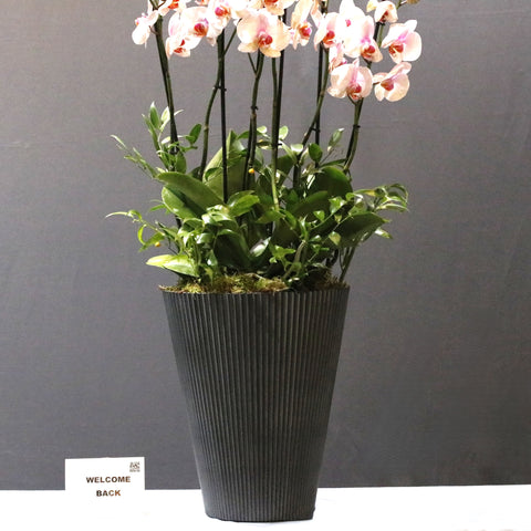 Gorgoues Orchid