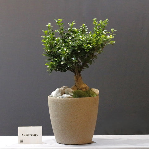 Bushy Bonsai