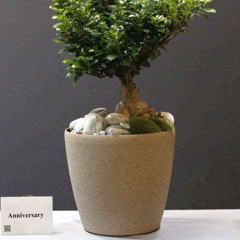 Bushy Bonsai