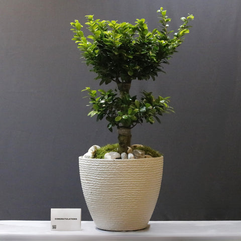 Layered Bushy Bonsai