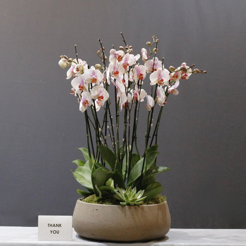 LIght Bloom Orchid