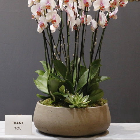 LIght Bloom Orchid