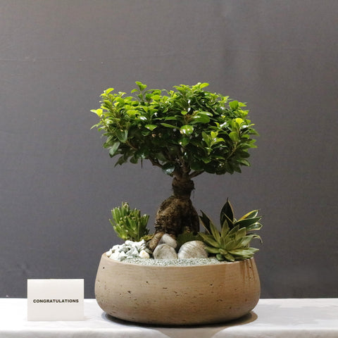 Bonsai Green Garden