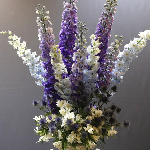 Delphenium Flowers