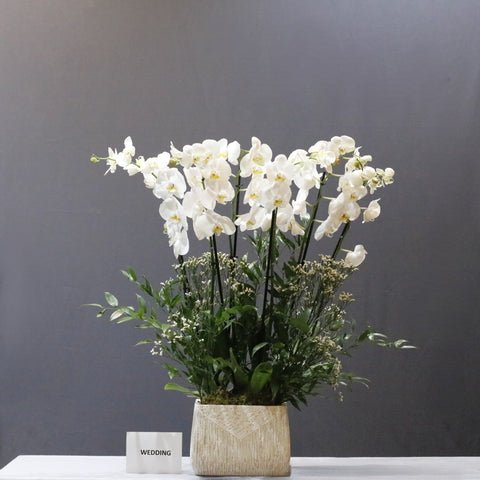 White & Limonium Flowers