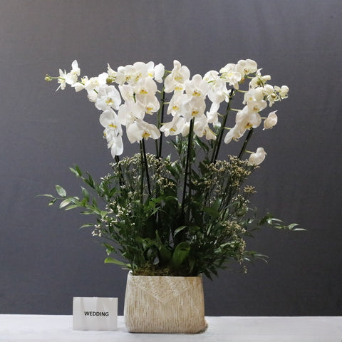 White & Limonium Flowers