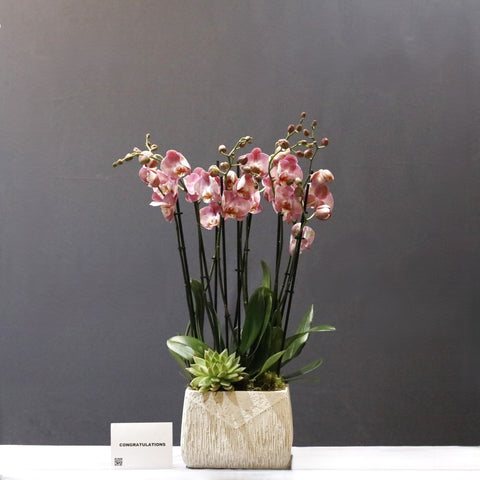 Old Rose Color Orchid