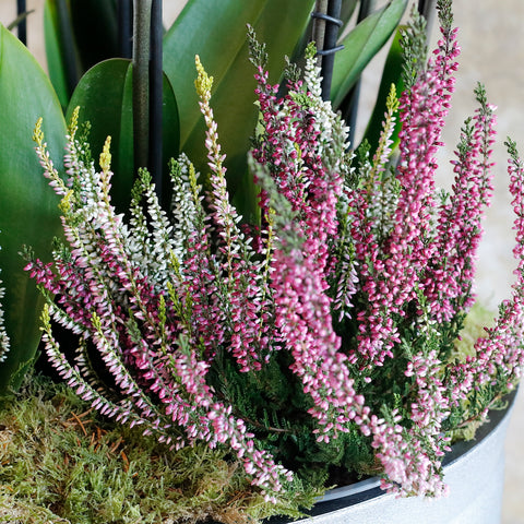 Pink and Calluna