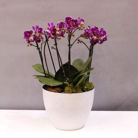 Purple Orchid Pot