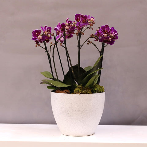 Purple Orchid Pot