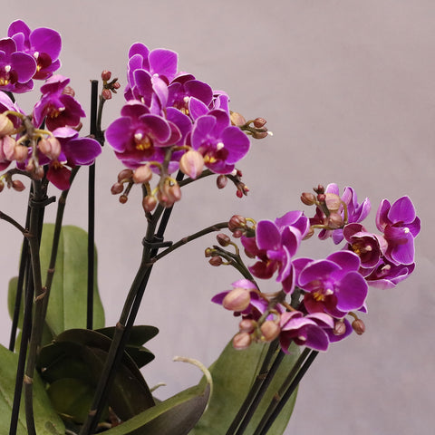 Purple Orchid Pot