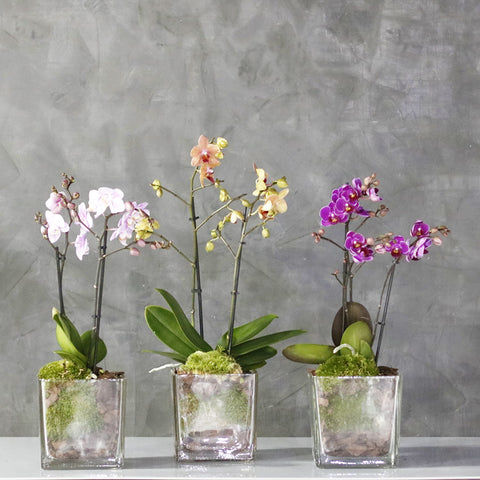 Tricolor Orchid Set