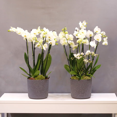 White Orchid Sets