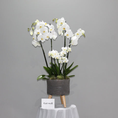 White Stand Orchid